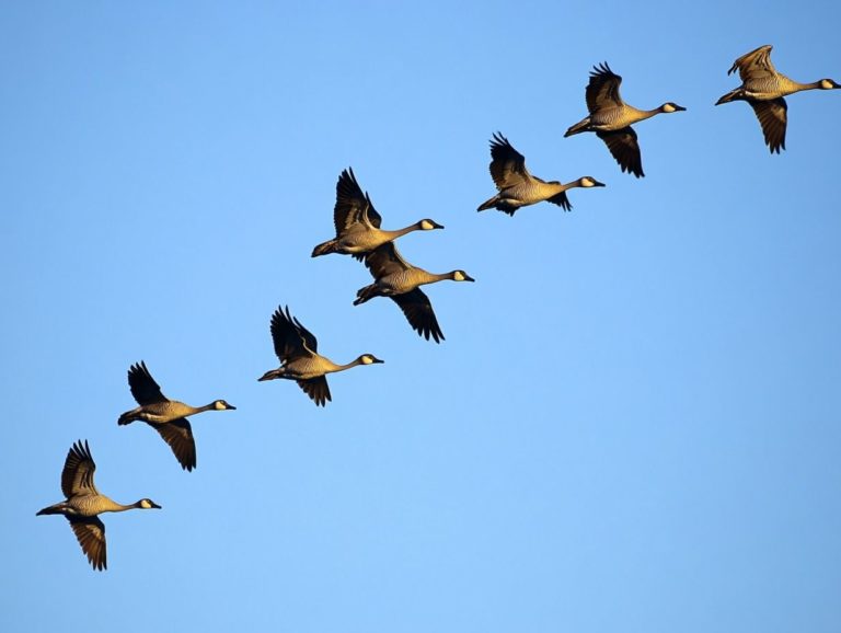 Understanding Bird Hierarchy in Flocks